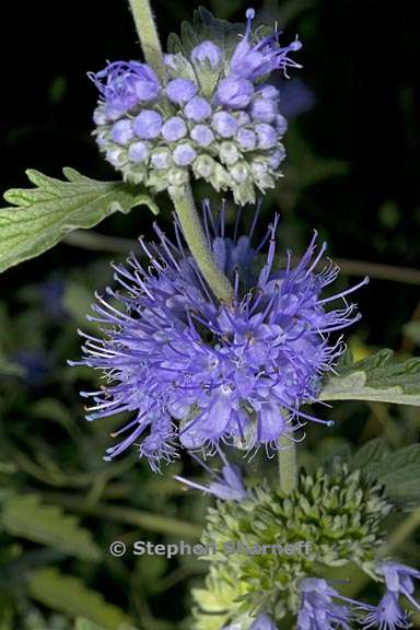 caryopteris incana 3 graphic